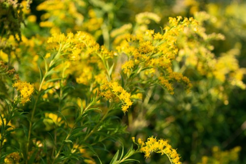 Tracking Pollen Levels And What They Mean