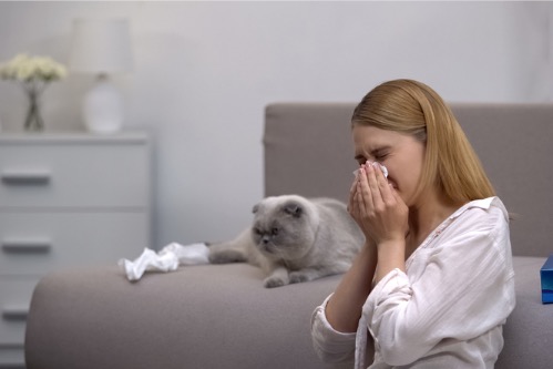 can cats be allergic to dog dander