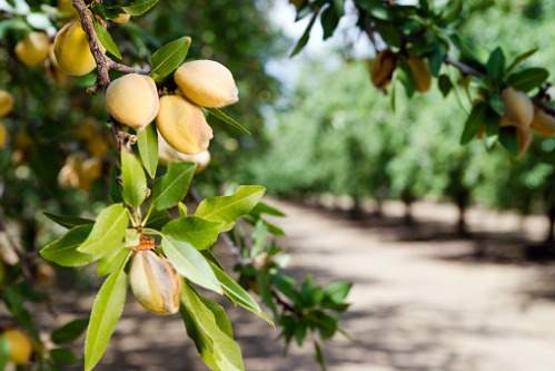 Everything You Need to Know about Tree Nut Allergy