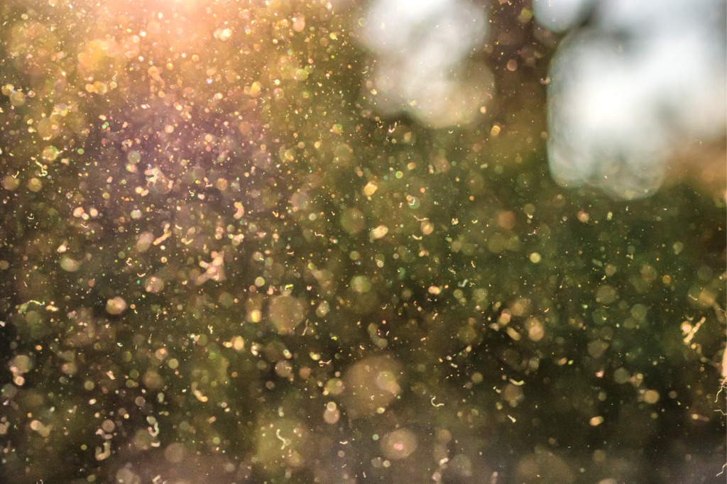 What Is Pollen? Types, Allergies And Management