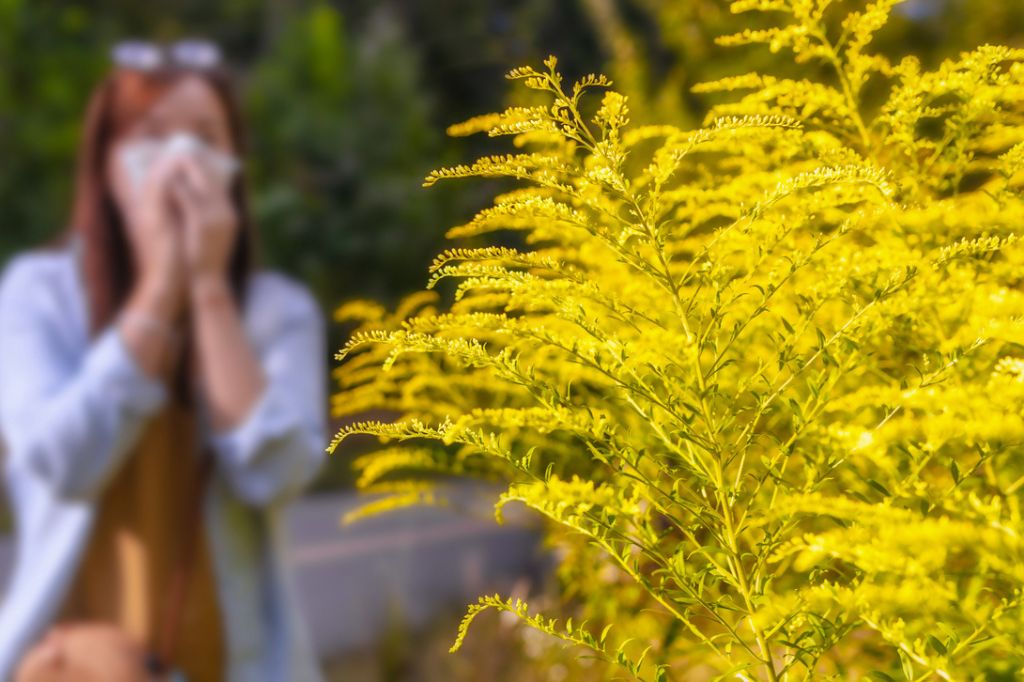 Ragweed Allergy Symptoms And Treatment Options