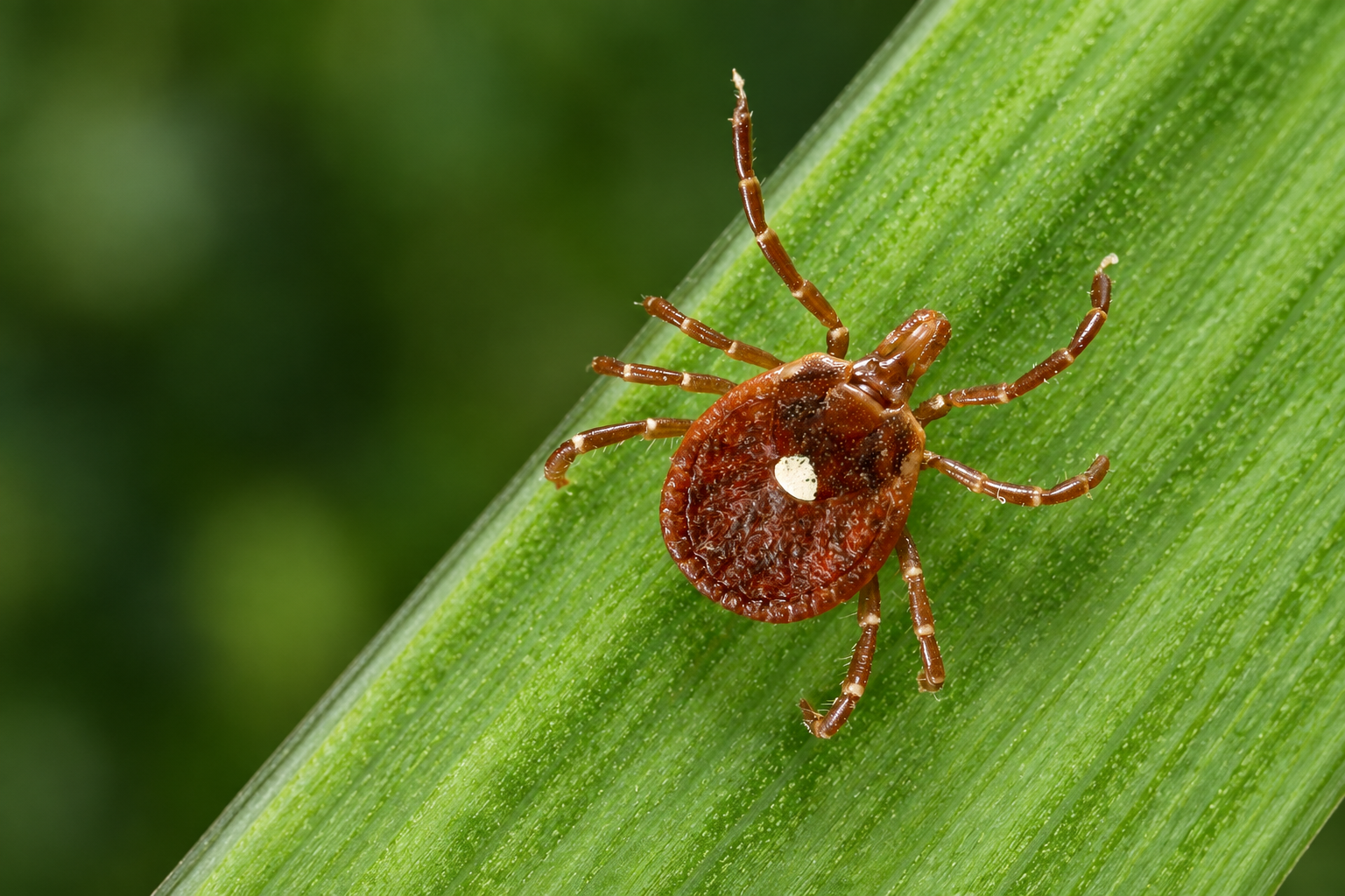 Alpha-gal-Lone-Star-Tick